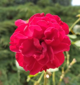 Naïa Rosa